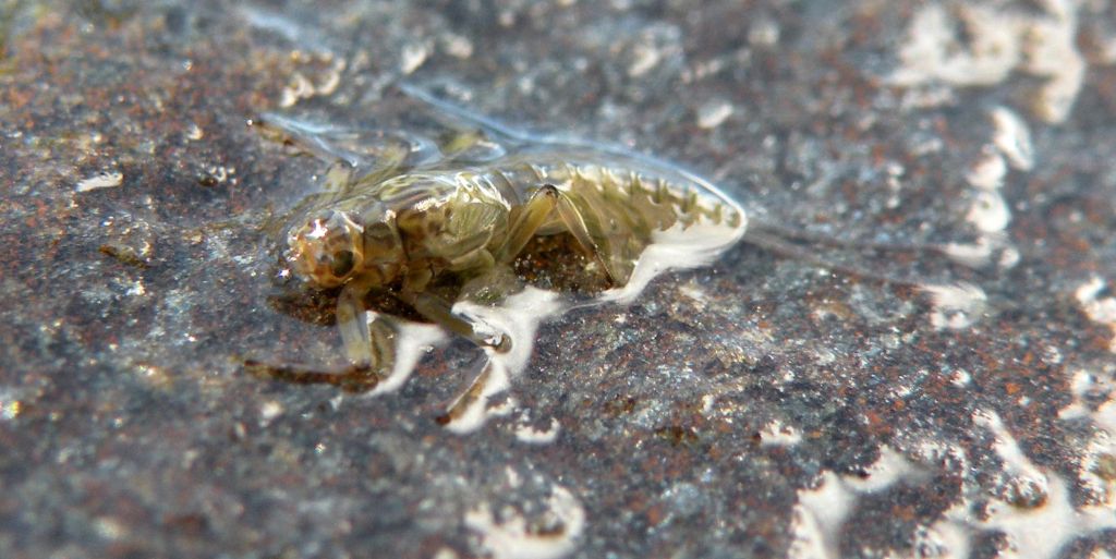 Larva di Epeorus?